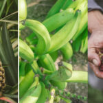 Pequeños Productores de Mora, Plátano y Piña Reciben Apoyo para Impulsar sus Cosechas en 13 Departamentos