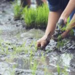 Los sistemas de drenaje serán la protección del agro para enfrentar el Fenómeno de la Niña